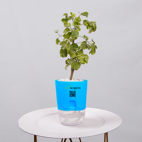 Ficus Bonsai