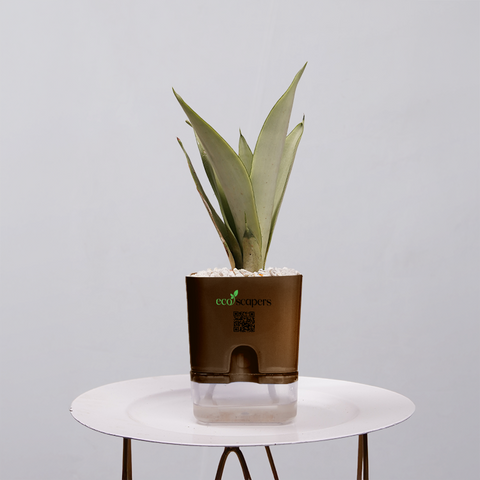 Sansevieria Moonlight