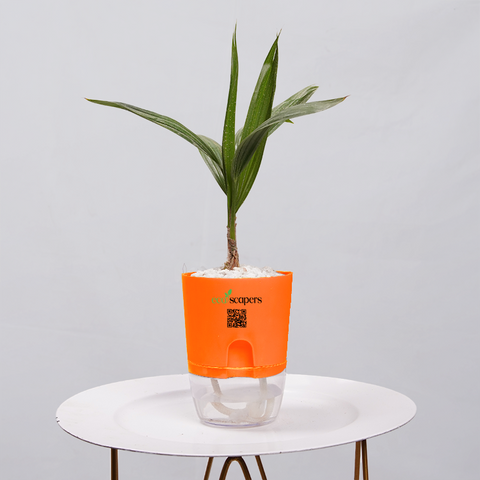 Coconut Palm Seedling