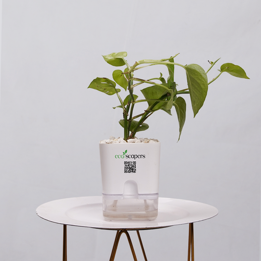 Money Plant Golden 750