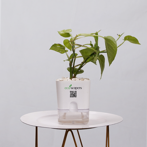 Money Plant Golden