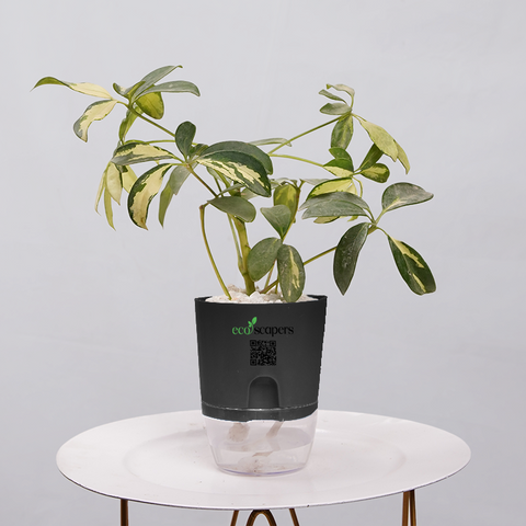 Shefflera (Umbrella Plant)