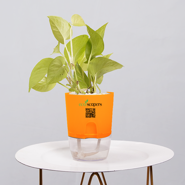Money Plant Neon