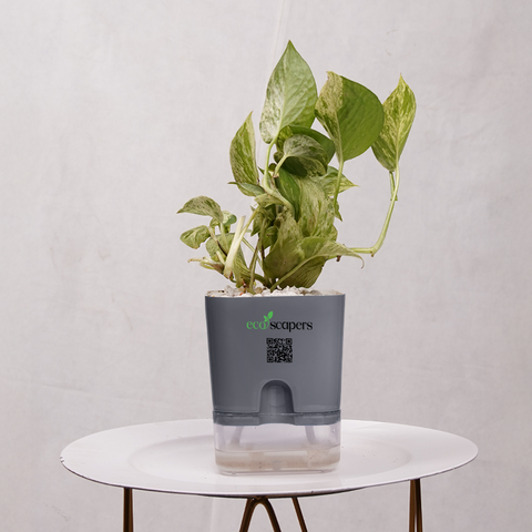 Money Plant Green (Pothos, Epipremnum aureum)