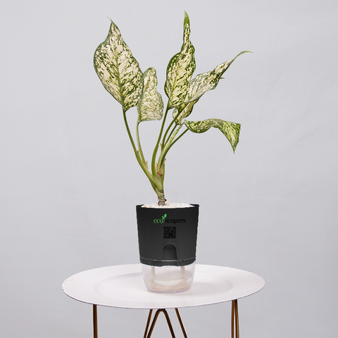 Aglaonema Chinese Evergreen