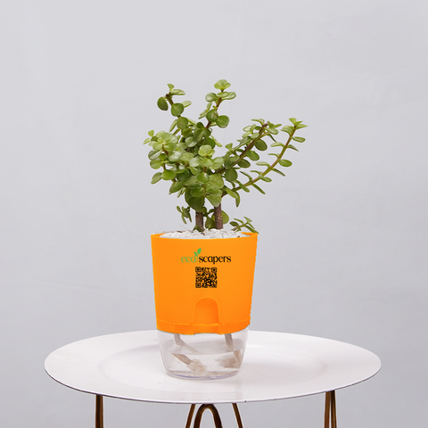 Jade Plant (Crassula ovata)
