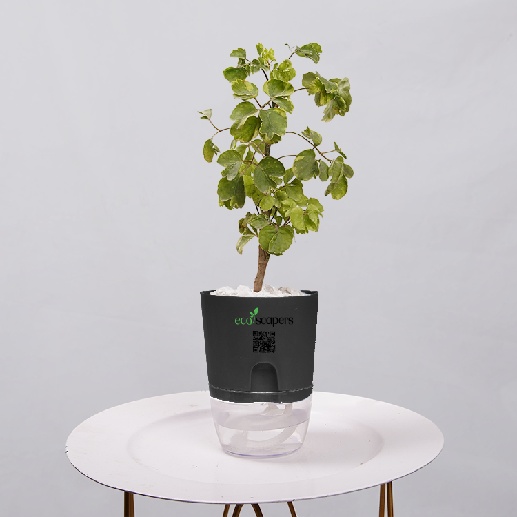 Ficus Bonsai