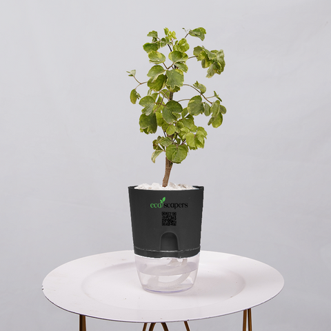 Ficus Bonsai