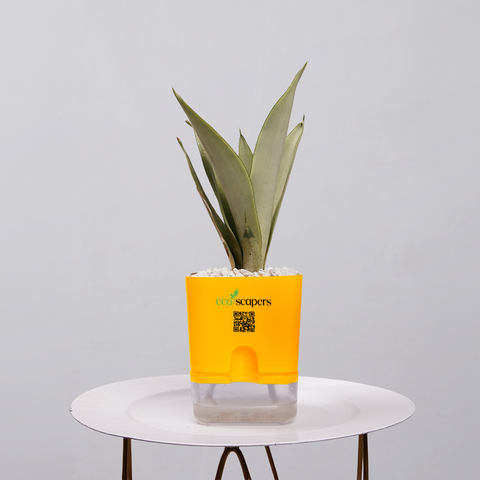 Sansevieria Moonlight