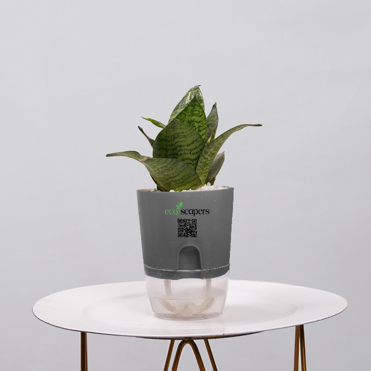 Snake Plant Bird’s Nest (Sansevieria Hahnii)