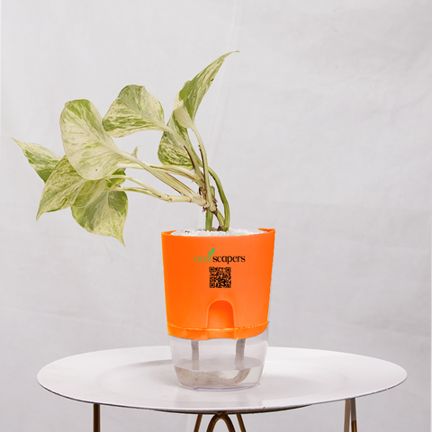 Money Plant Marble Queen