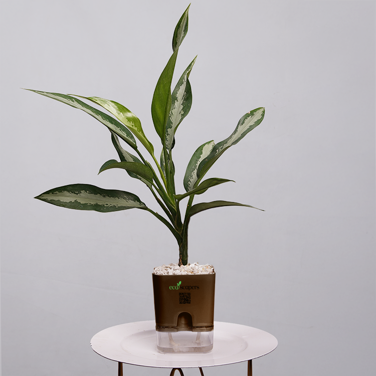 Aglaonema Chinese Evergreen