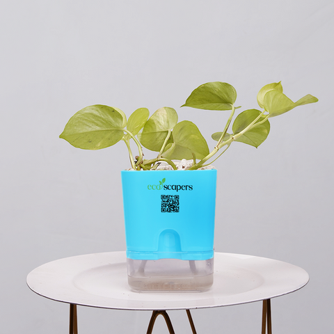 Money Plant Neon