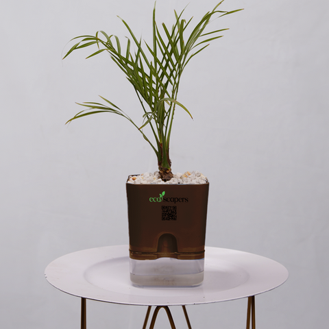Phoenix Palm