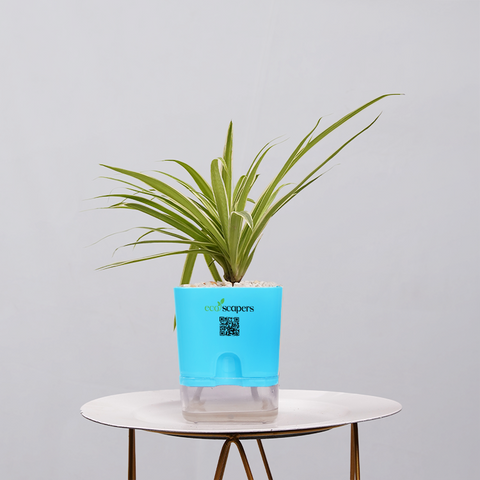 Spider Plant (Chlorophytum comosum)
