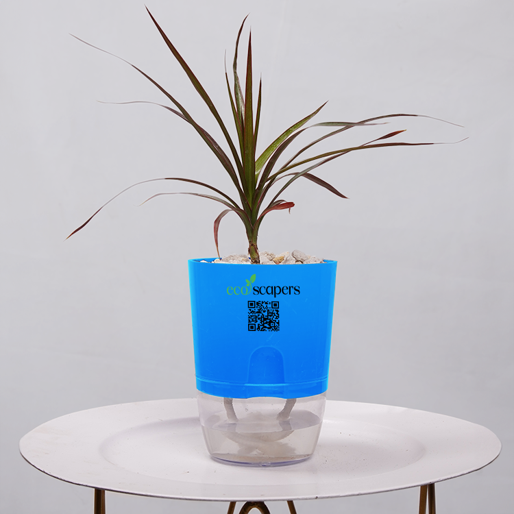 Dracaena Marginata (Dragon Tree)
