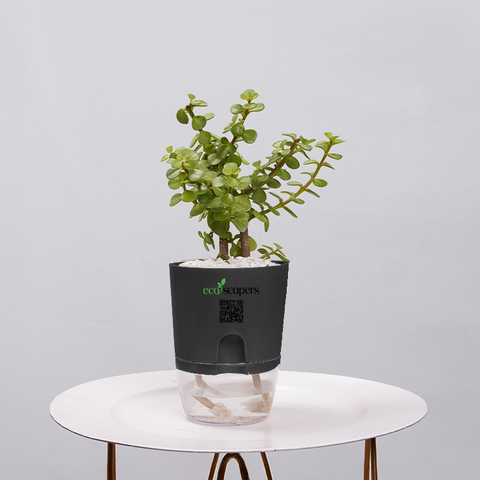 Jade Plant (Crassula ovata)