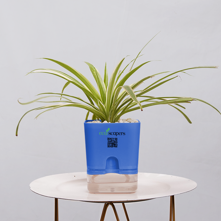 Dracaena marginata Madagascar multicolour