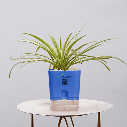 Dracaena marginata Madagascar multicolour