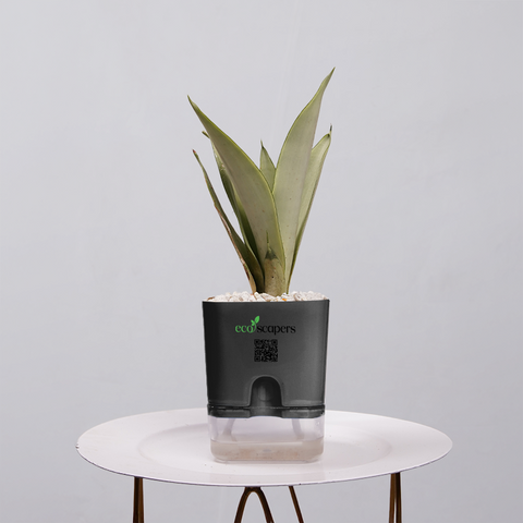 Sansevieria Moonlight