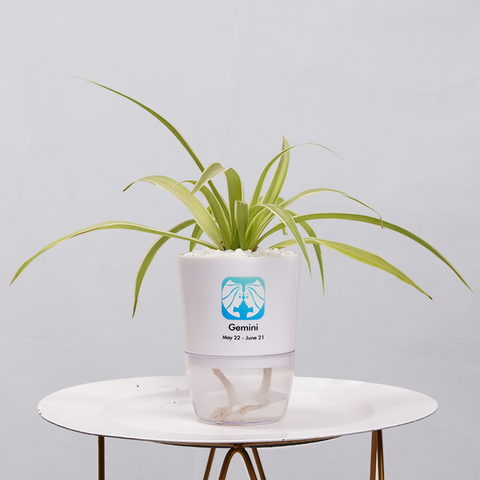 Spider Plant (Chlorophytum comosum)