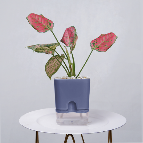 Aglaonema pink lipstick