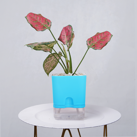 Aglaonema pink lipstick