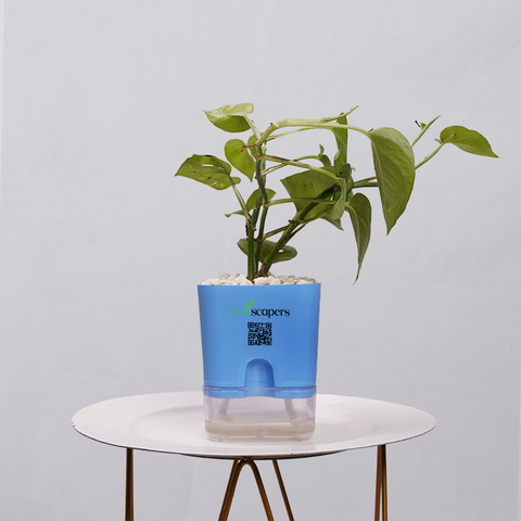 Money Plant Golden