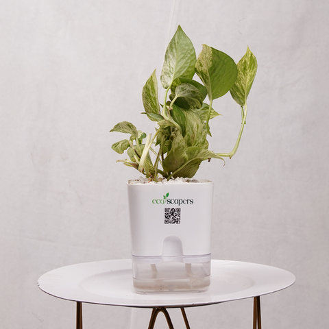 Money Plant Green (Pothos, Epipremnum aureum)