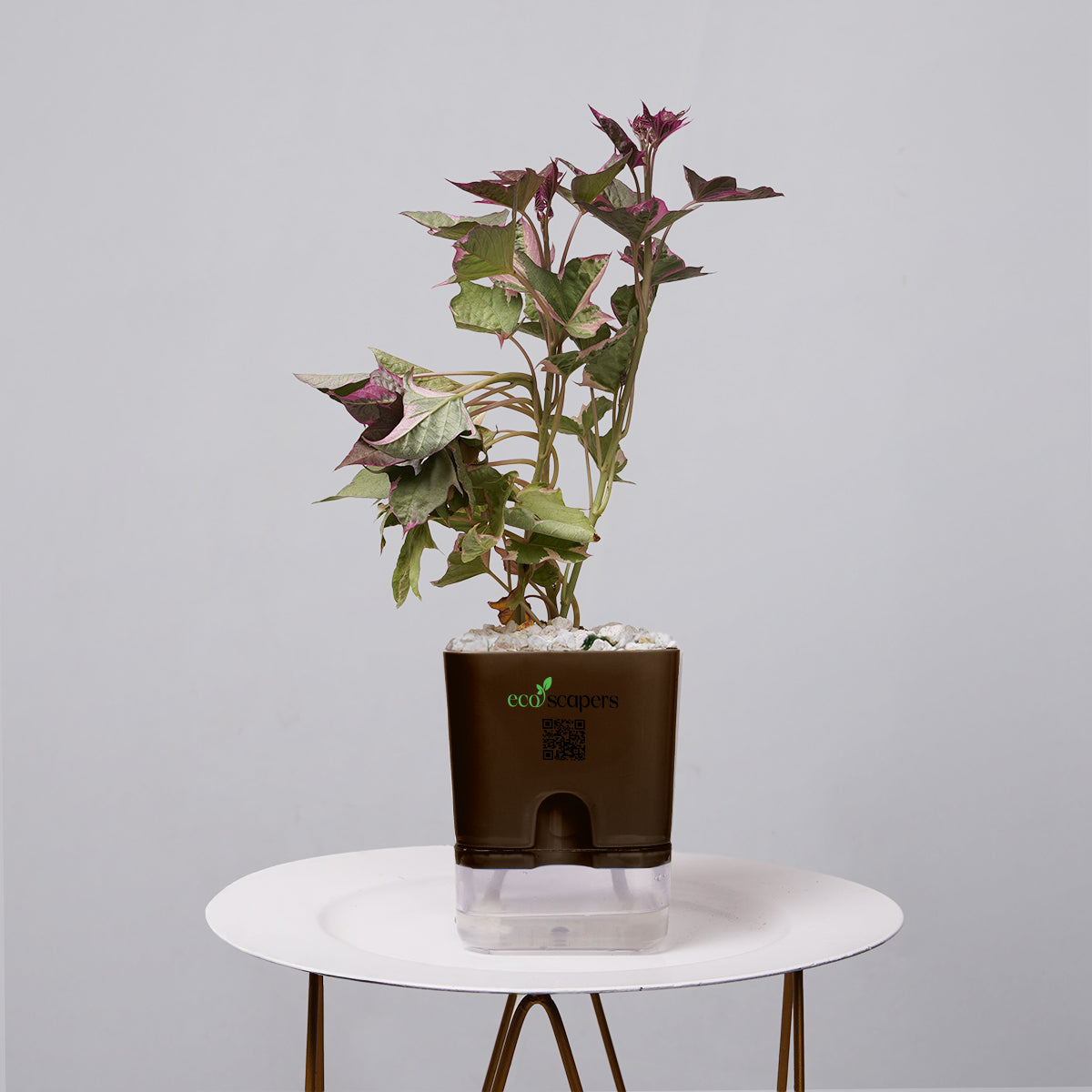 Sweet Potato Vine
