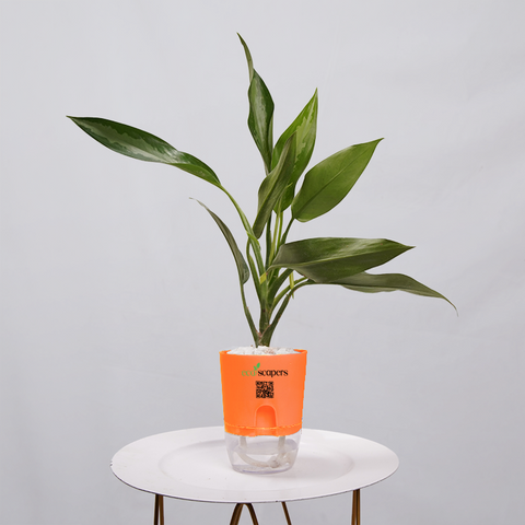 Aglaonema Chinese Evergreen