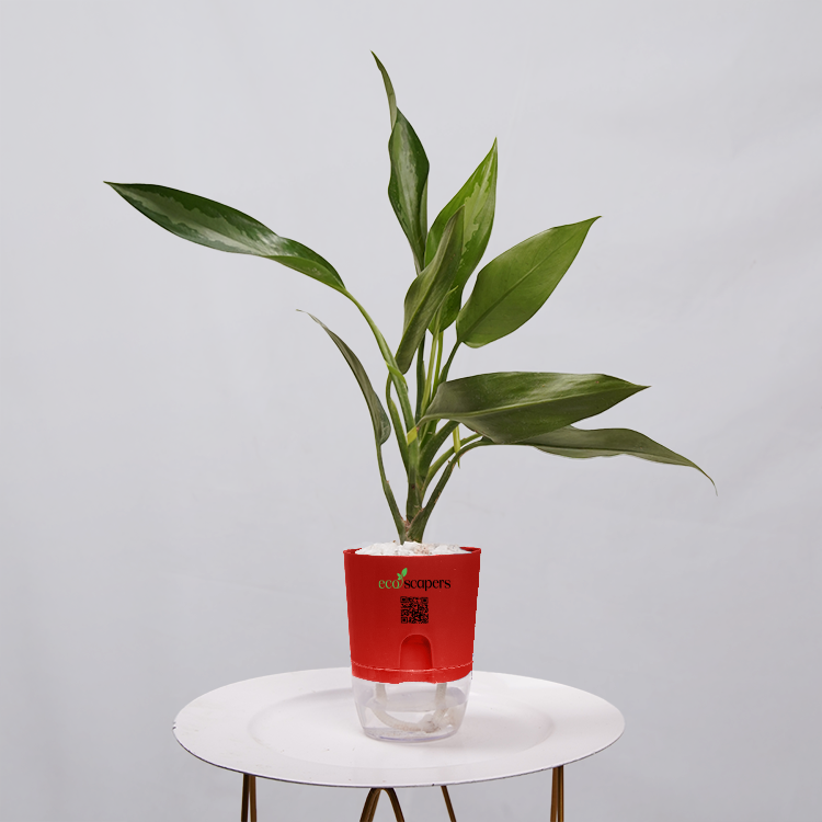 Aglaonema Chinese Evergreen