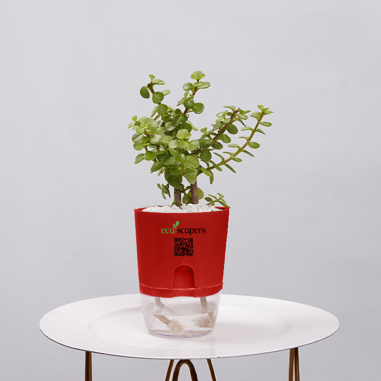 Jade Plant (Crassula ovata)