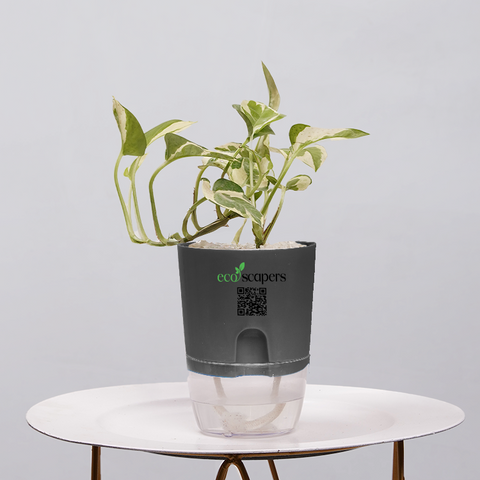 Money Plant Green (Pothos, Epipremnum aureum)