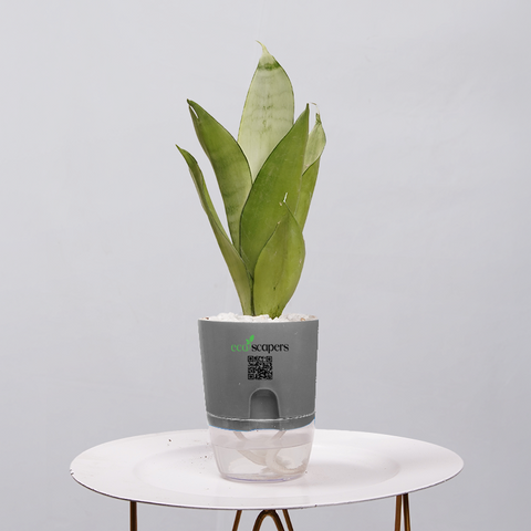 Sansevieria Moonlight