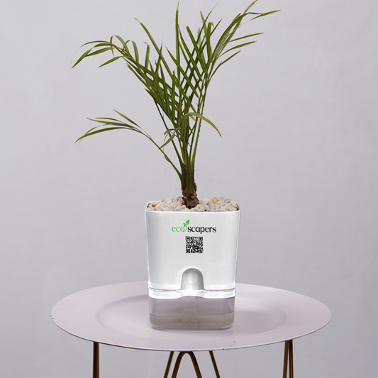 Phoenix Palm 750