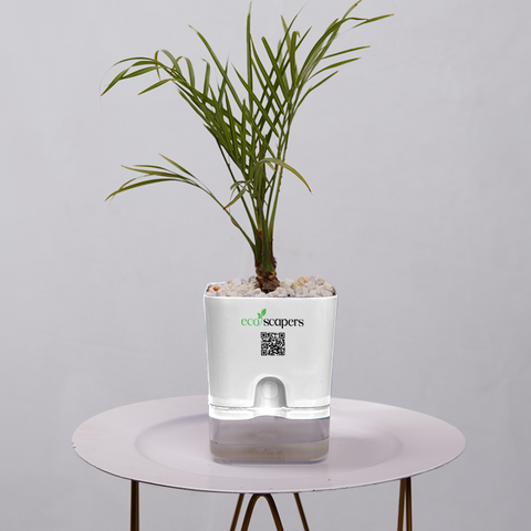 Phoenix Palm