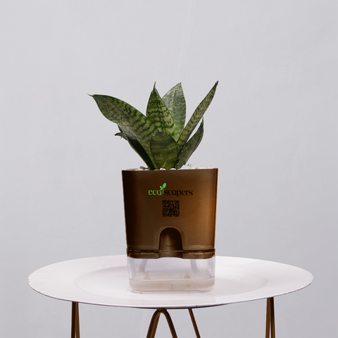 Snake Plant Bird’s Nest (Sansevieria Hahnii)