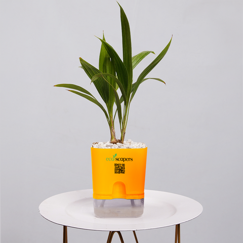 Coconut Palm Seedling