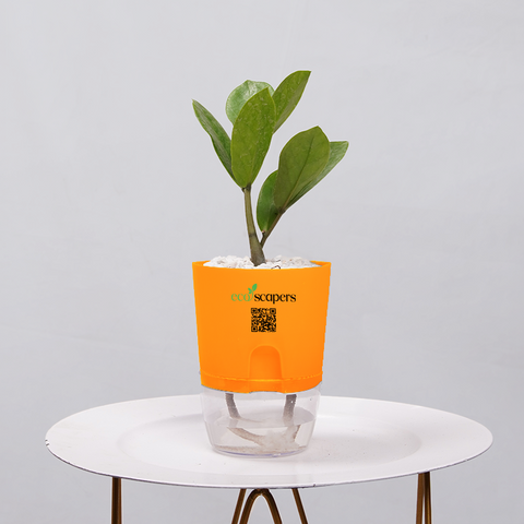 ZZ Plant (Zamioculcas zamiifolia)