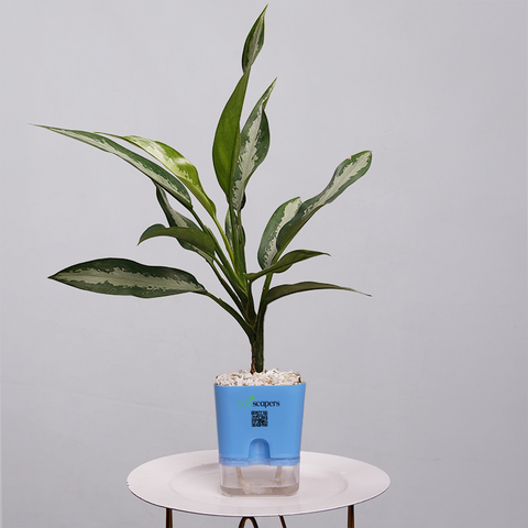 Aglaonema Tigress