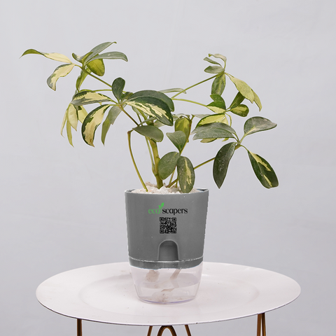 Shefflera (Umbrella Plant)