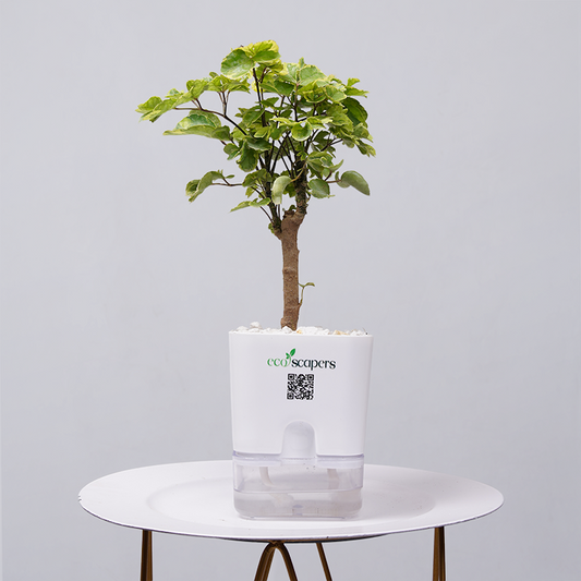 Ficus Bonsai 750