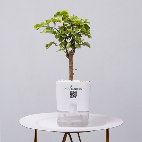 Ficus Bonsai