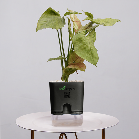 Syngonium Pink (Arrowhead Vine)