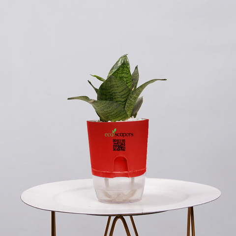 Snake Plant Bird’s Nest (Sansevieria Hahnii)