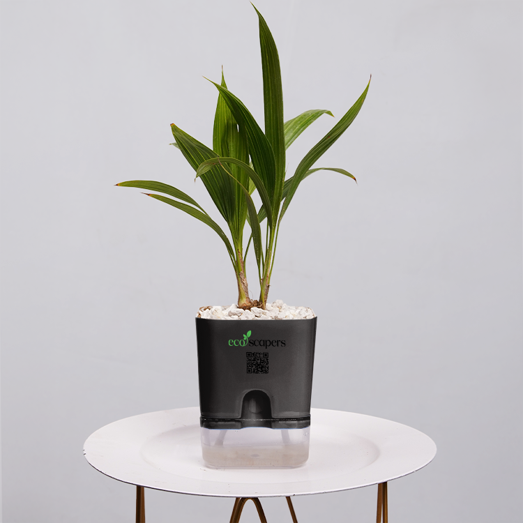 China Palm