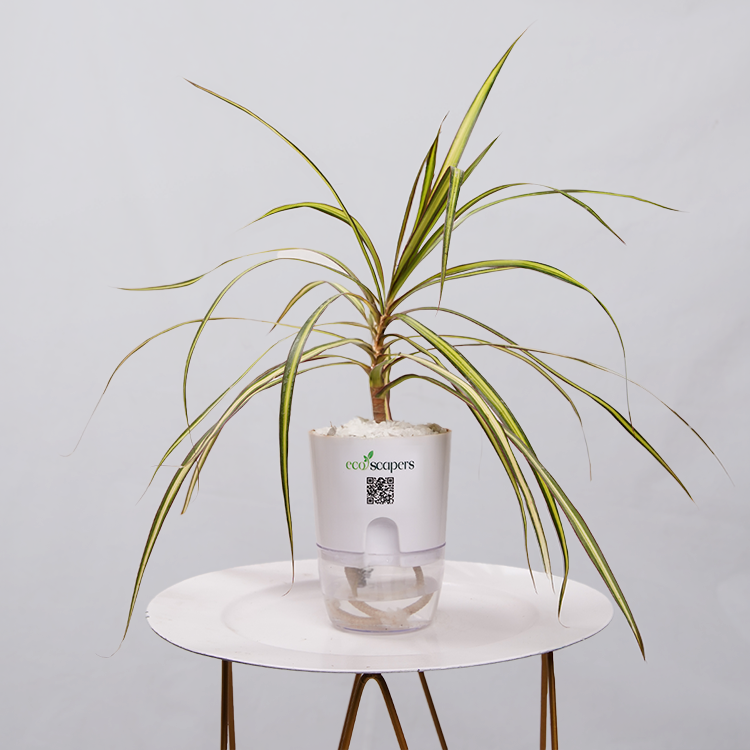 Dracaena marginata Madagascar multicolour