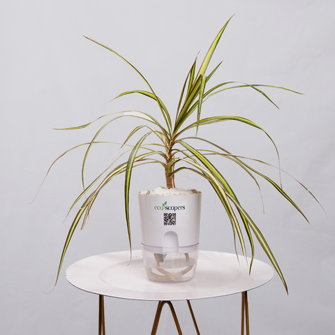 Dracaena marginata Madagascar multicolour