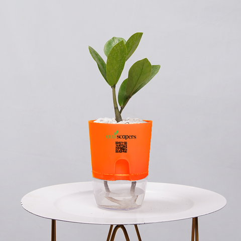 ZZ Plant (Zamioculcas zamiifolia)